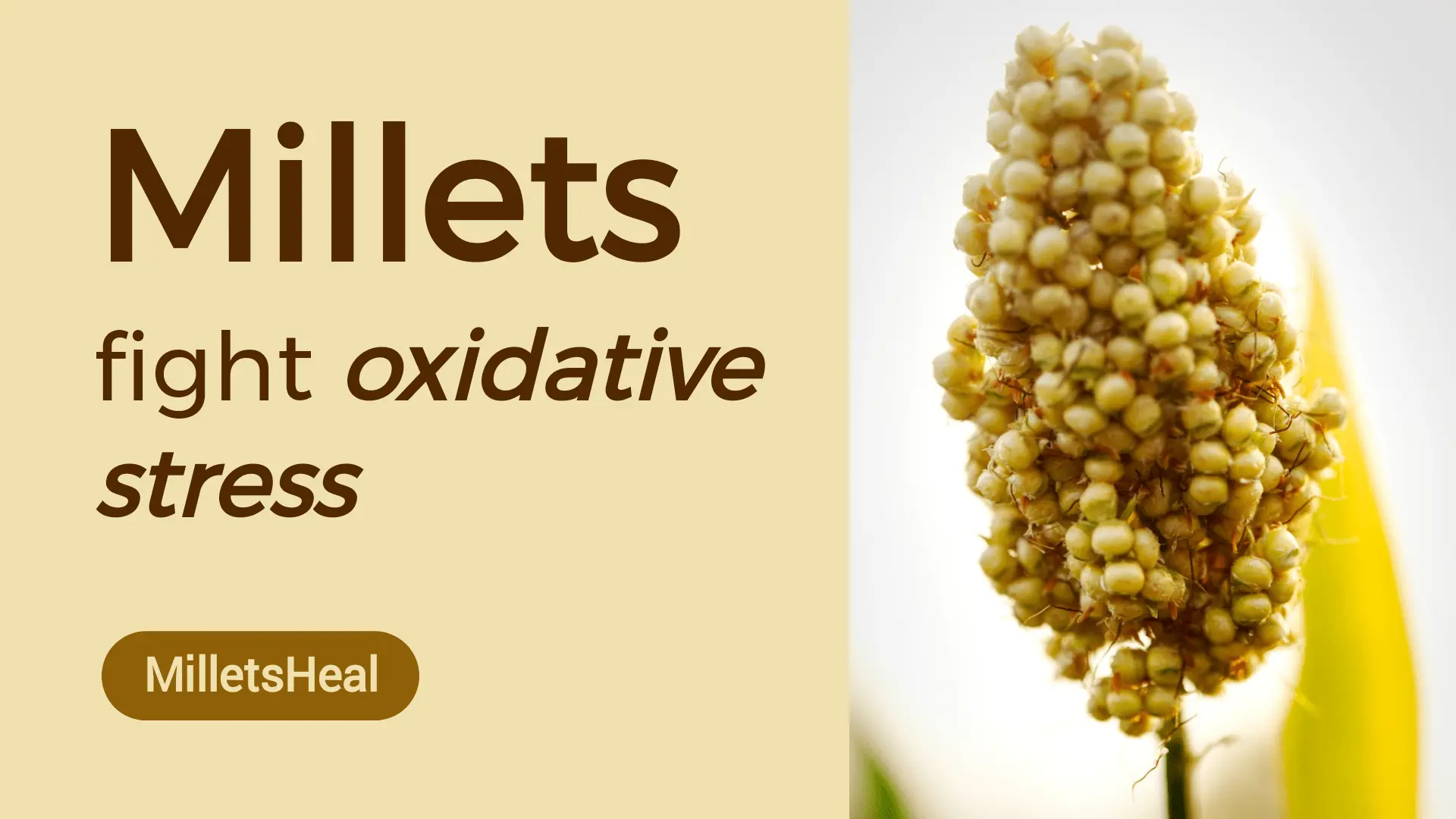 Unlocking the Antioxidant Power of Millets for Better Health