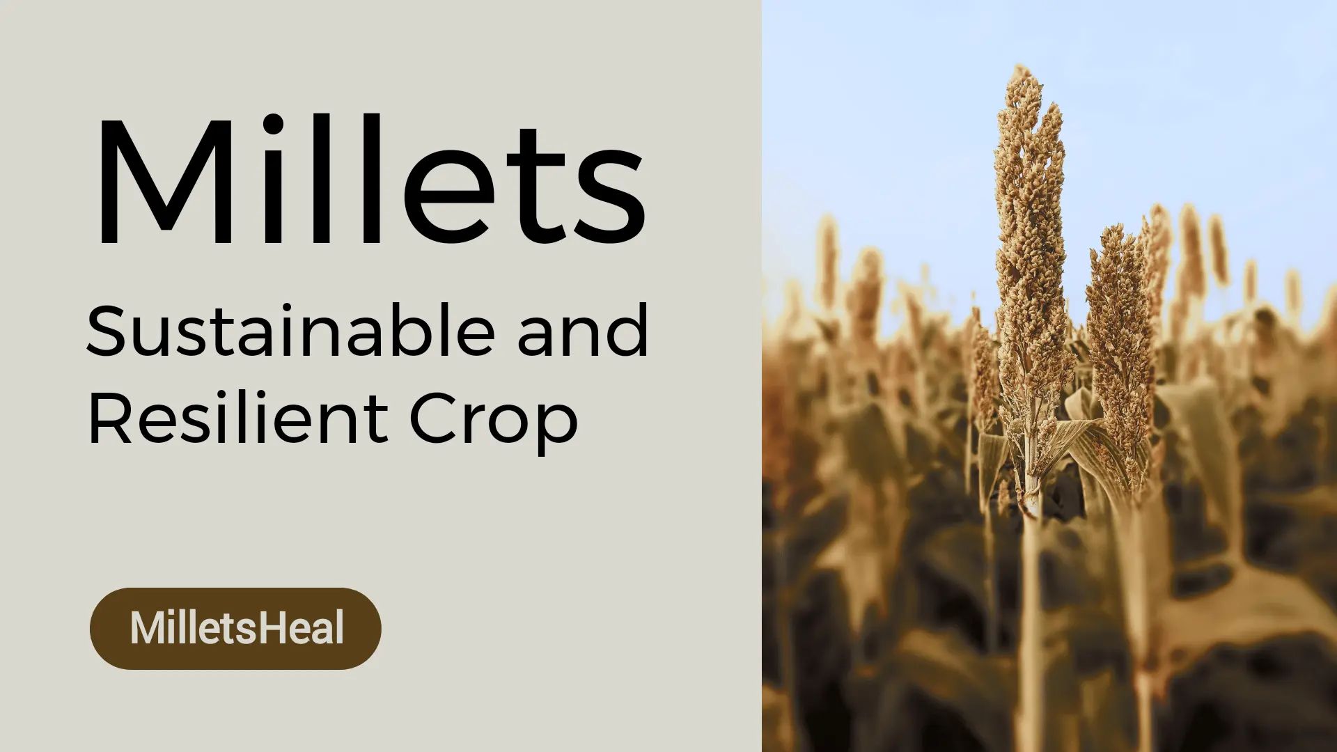 Millets: A Sustainable and Resilient Crop for Modern Times